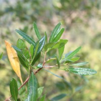 Dodonaea viscosa Jacq.